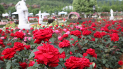 에버랜드 플라워 아트&마켓 (꽃과 문화가 결합된 원조 꽃 축제)