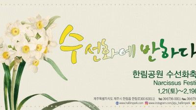 제주 한림공원 2023 수선화 축제 겨우내 피어난 50만 금잔옥대ㆍ제주수선화의 합창