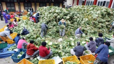10,000포기 김장 전쟁 단양 구인사